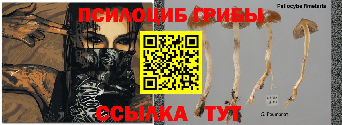 Псилоцибиновые грибы Psilocybine cubensis  Вход с VPN  Избербаш 